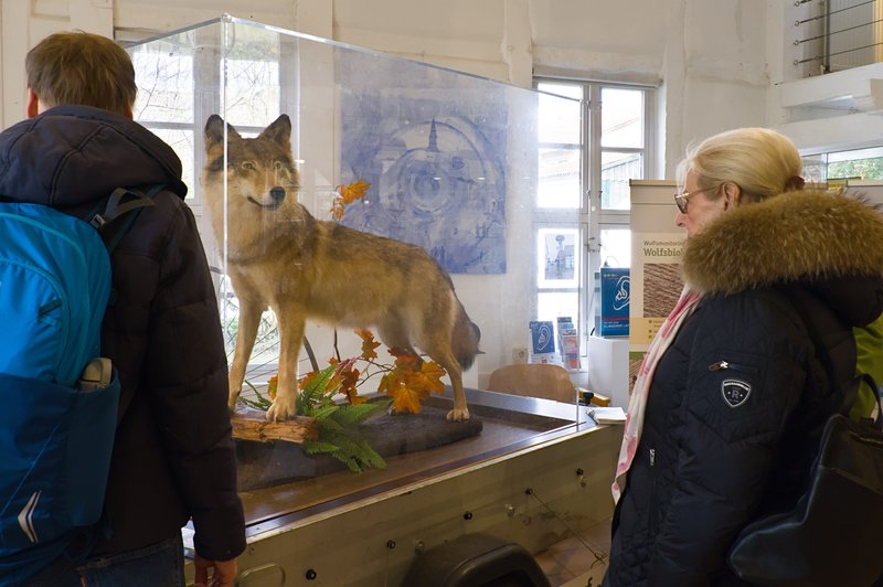 Der Wolf kommt in die KulturWerkStadt