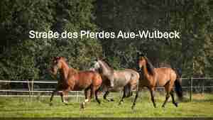 LEADER Aue-Wulbeck_Präsentation Straße des Pferdes_01