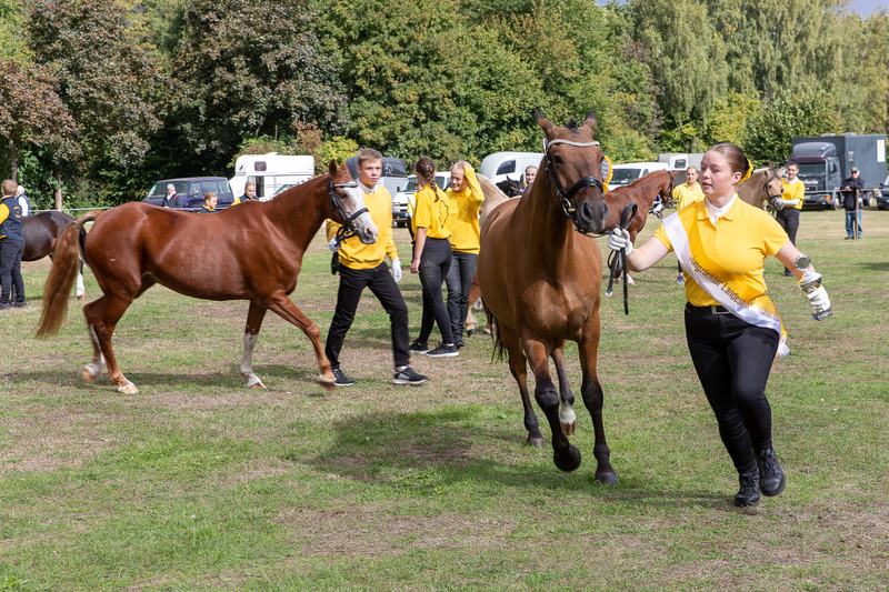 Landesmeisterschaften der Pony-Jungzüchter