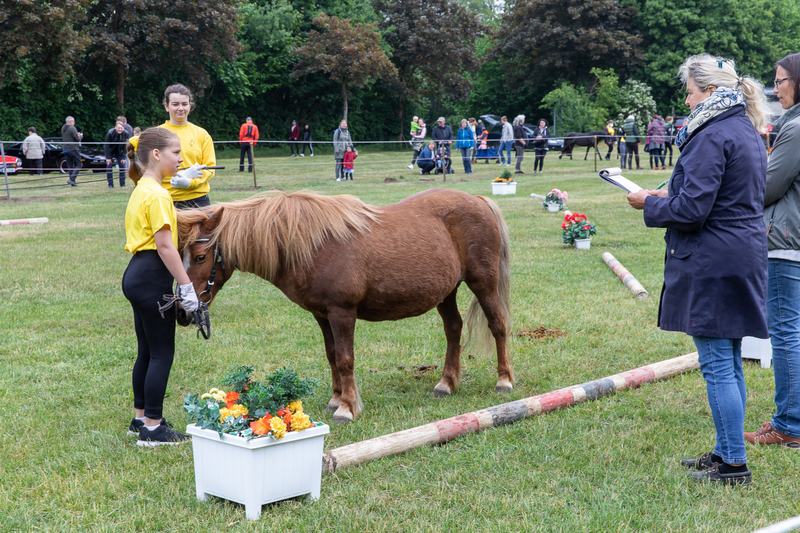 Landesmeisterschaften der Ponyjungzüchter
