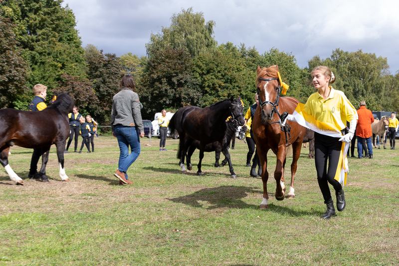 Landesmeisterschaften der Ponyjungzüchter (2)