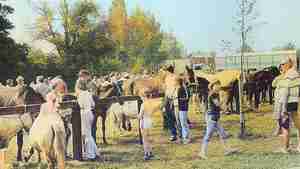 Pferde- und Hobbytiermarkt 1980 3