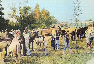 Pferde- und Hobbytiermarkt 1980 3