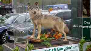 vvv_pferdemarkt_19_04_25-6384