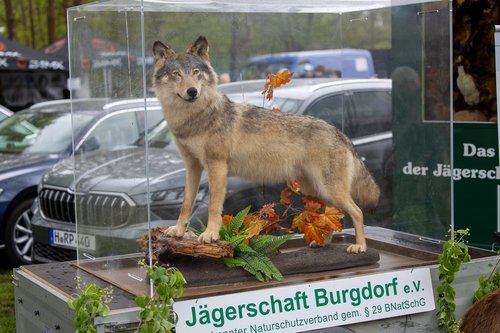 vvv_pferdemarkt_19_04_25-6384